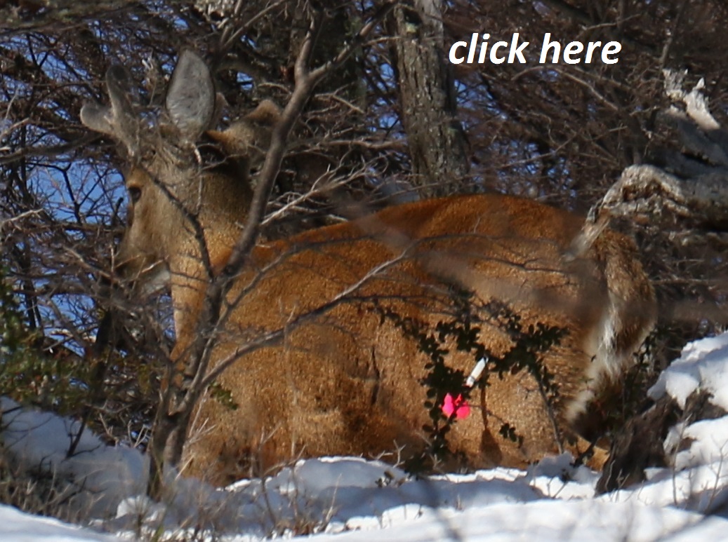 huemul recently marked with radios in Argentina, Protected